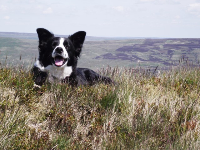 Satisfied customer at the top - 'Mist' taking time out