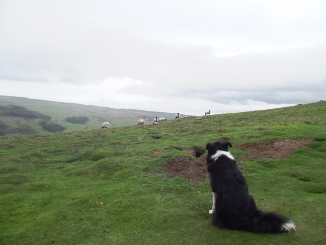 ‘Mist’ weighing up some of the locals