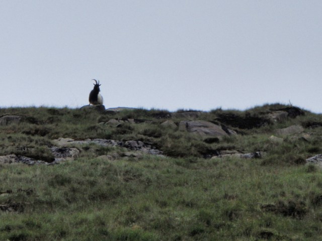 Wild goat above the track