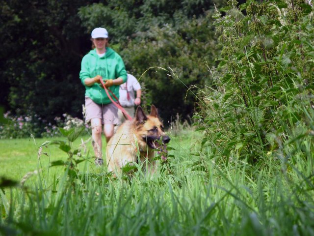 ‘Nellie’ closing in for a ‘find’ (SH)