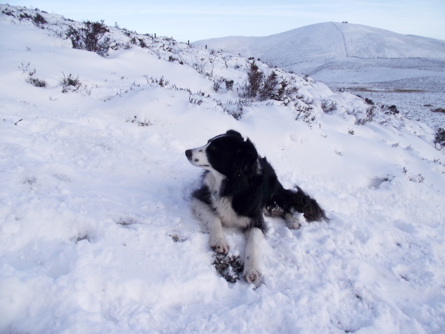 ‘Mist’ having a good time in the snow with Moel Famau behind