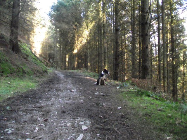 On the forest track, heading back to the start point