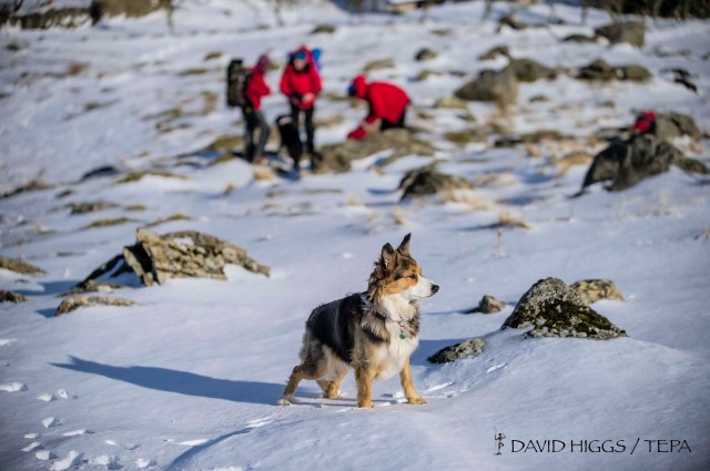 ‘Cluanie’ ready for another avalanche rescue training session
