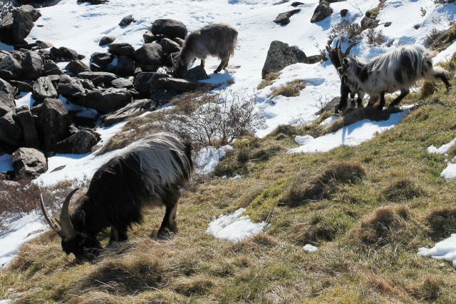 Wild goats at Ogwen down near the road, looking for grazing after the March blizzards (JB)