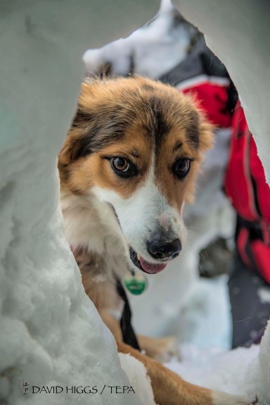 The victim's first view of the search dog