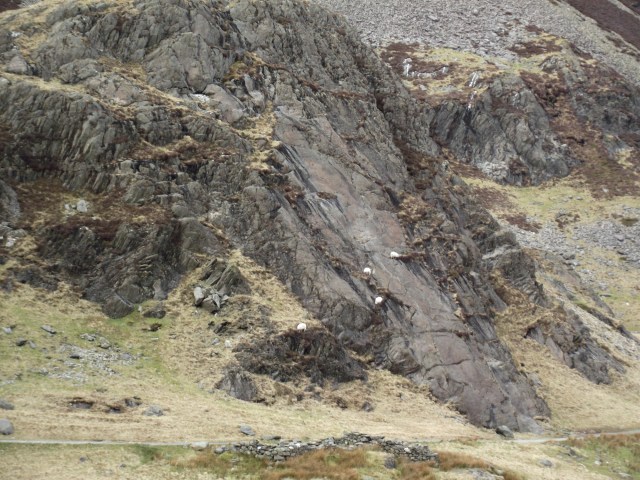 Rock-climbing sheep near the Gladstone Rock