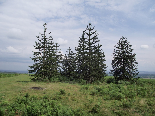 Monkey Puzzle trees at the racecourse summit