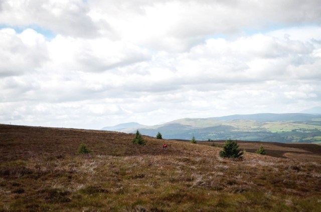 Search training – Richie (red dot just below the centre) runs off to his hiding place …. (BB)