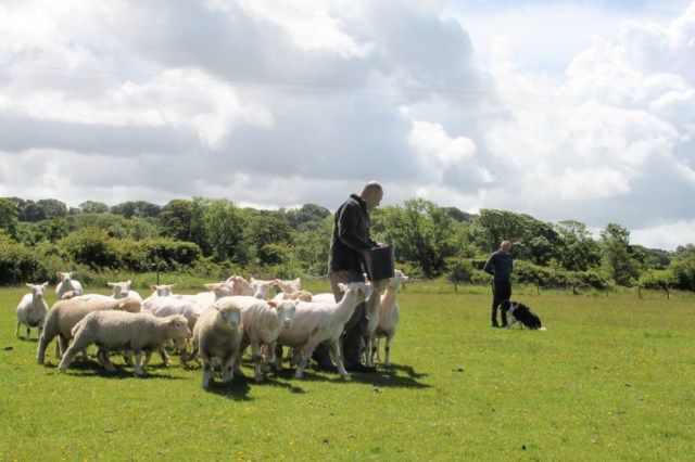 Where it starts – The stock and obedience test (RA)