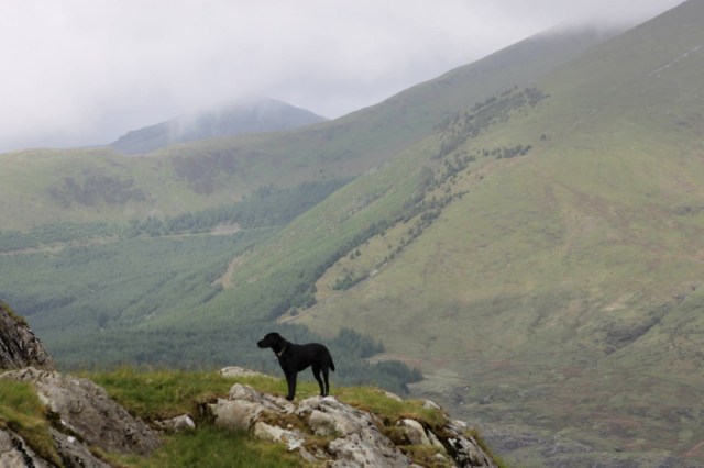 Black Labrador ‘Indy’ at work (RA)