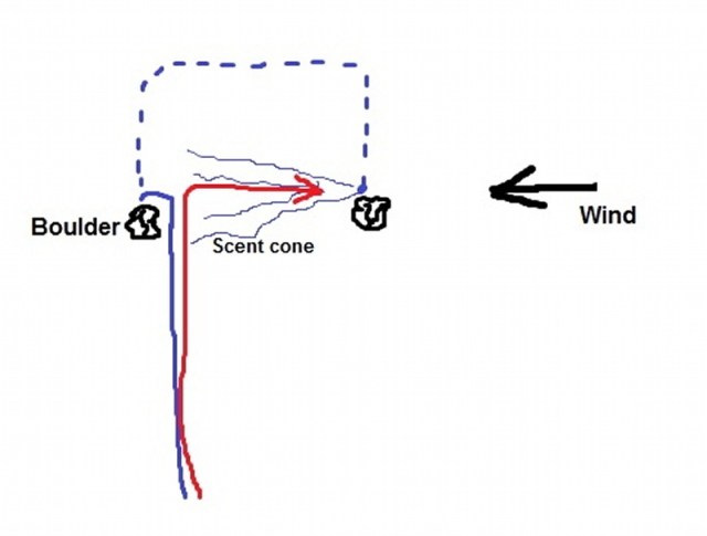 C-search diagram – Body in blue, dog in red