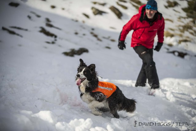 The author and ‘Mist’ search training with SARDA Wales (DH)