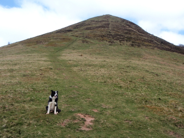 Impatient Border Collie ‘Mist’ can’t wait to get to the top!