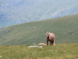 Hill ponies
