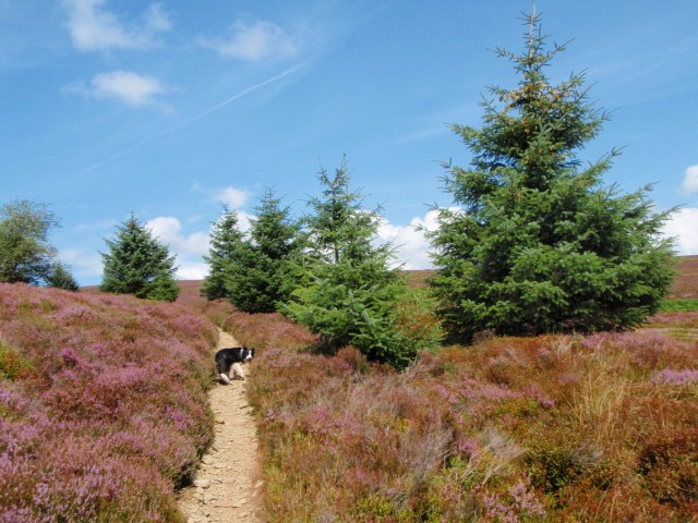  ‘Escaped’ fir trees