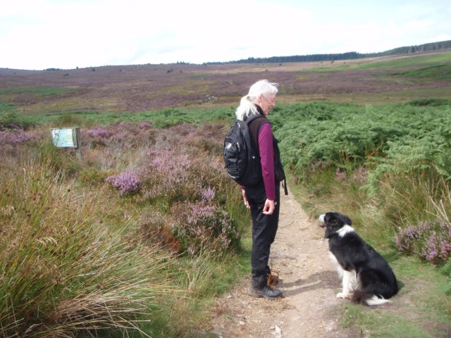 On the Offa's Dyke Path, with Llandegla Forest in the distance