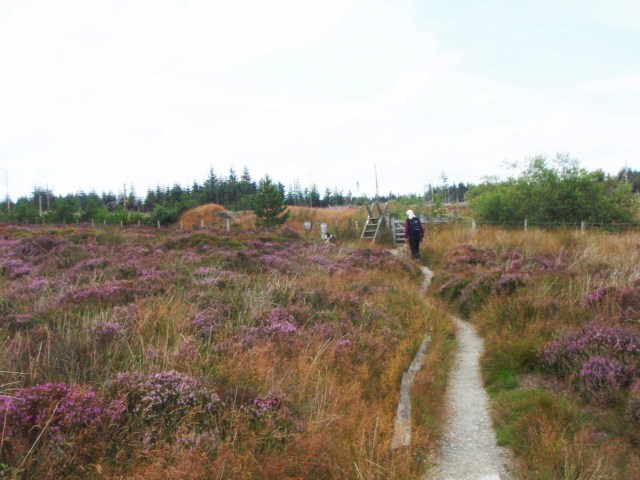 On the edge of Llandegla Forest