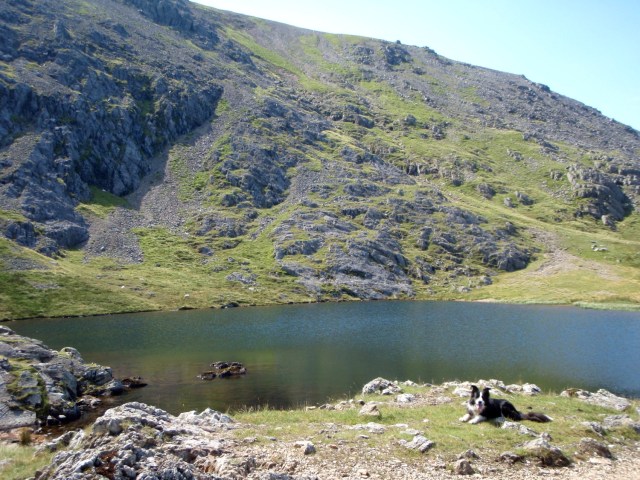 Border Collie ‘Mist’ at Llyn y Cwn
