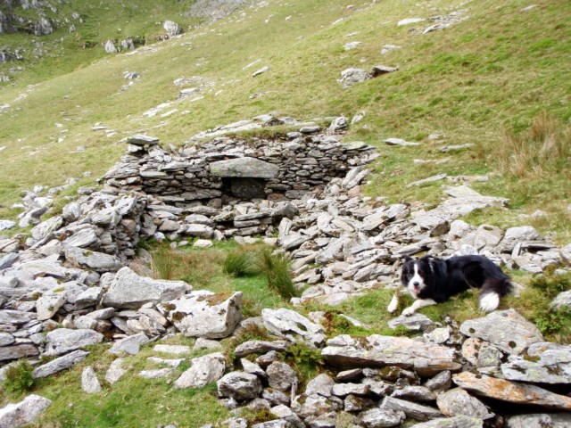 Border Collie ‘Mist’ at the ruins of the old hafod