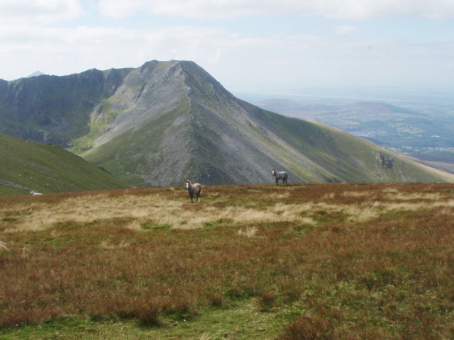 …. and more Carneddau ponies