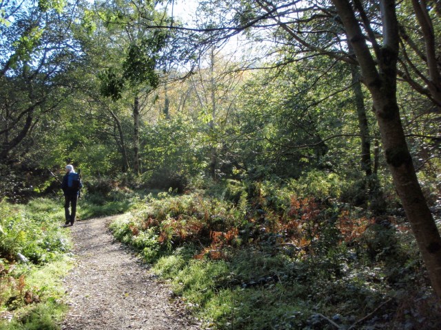 Stating out – Autumn colours starting to show