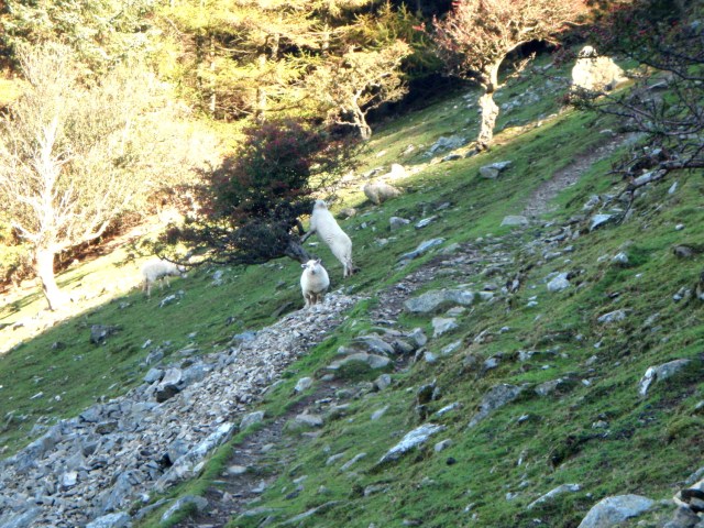 On the way up – a tree-climbing sheep!