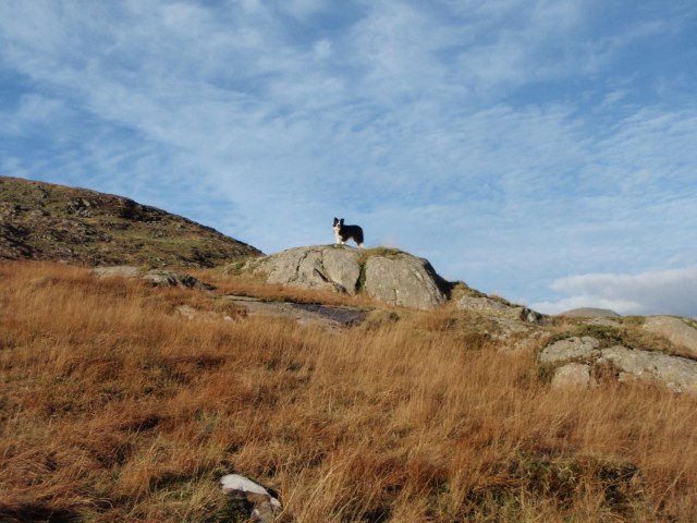 Impatient Border Collie ‘Mist’ just wants to get on