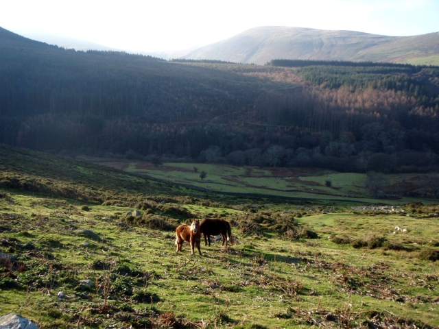 Checking out the locals – wild Carneddau ponies