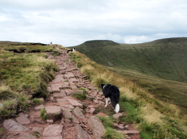 “Looks like another dog to me” – ‘Mist’ spots another Border Collie ahead