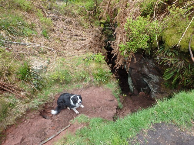 ‘Mist’ above the entrance to Lud’s Church