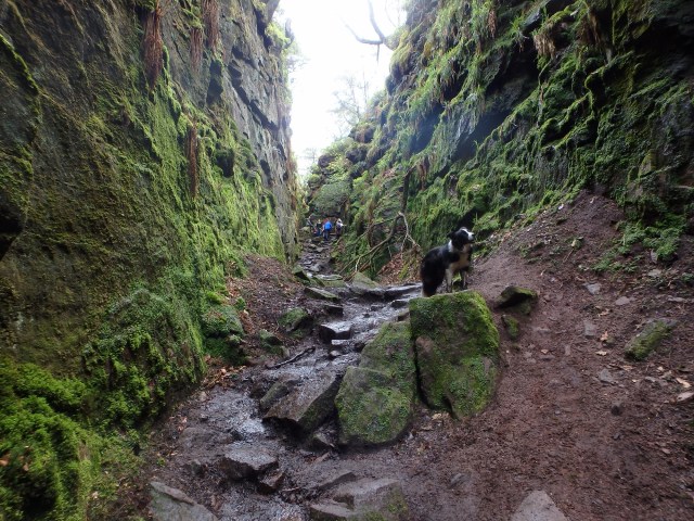  One muddy Border Collie!