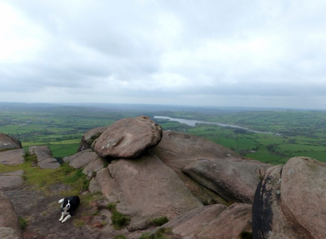 Border Collie ‘Mist’ at the summit of Hen cloud