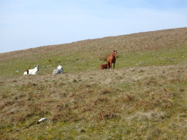 Local residents - wild ponies