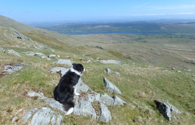 Border Collie ‘Mist’ enjoying the view (or thinking about dinner time!)