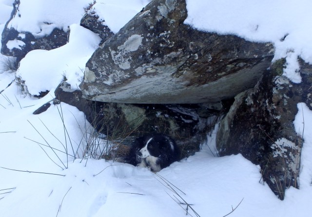Border Collie ‘Mist’ finds a spot for a lie down ….