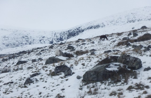Local residents – Carneddau ponies managing to find some grazing