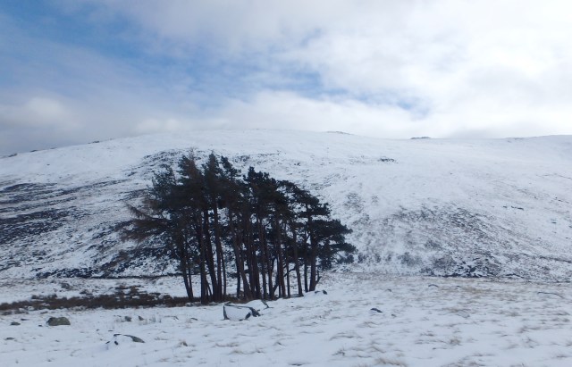Small stand of trees, just visible in the distance in the previous photo