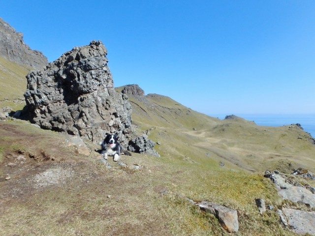 Border Collie ‘Mist’ chills out!