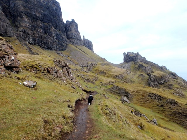 Border Collie ‘Mist’ weighing things up after setting off again