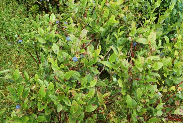 Blueberries, and lots of them!