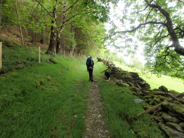 A wander through the woods ….