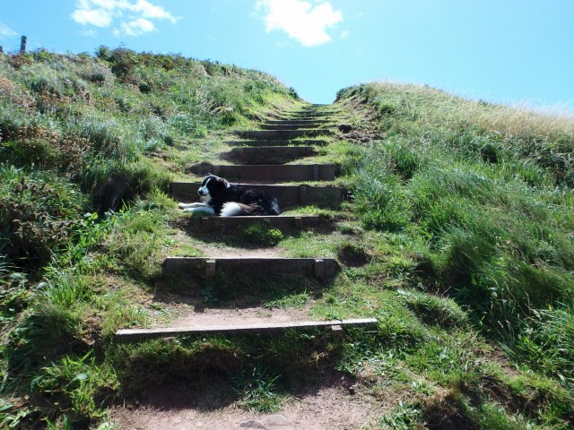 …. with ‘Mist’ in the lead as usual