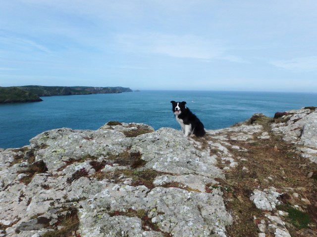 Border Collie ‘Mist’ having a good time