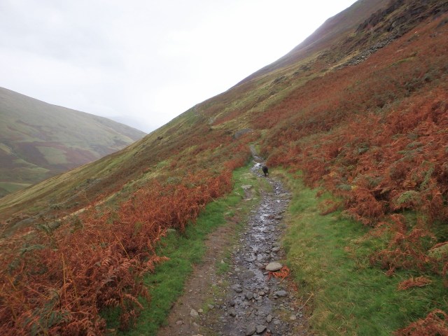 Autumn colours in the bracken