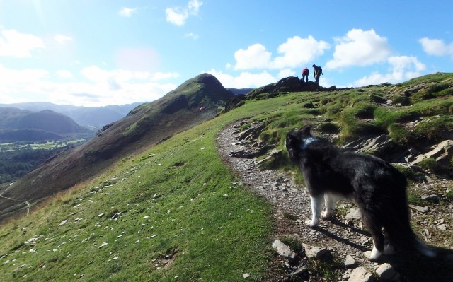 Border Collie ‘Mist’ checking out the route ahead