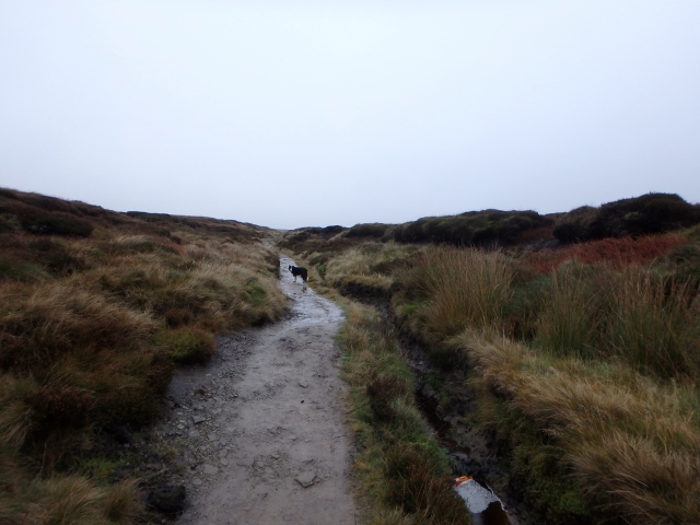 …. but slowly starts to merge in with the moors
