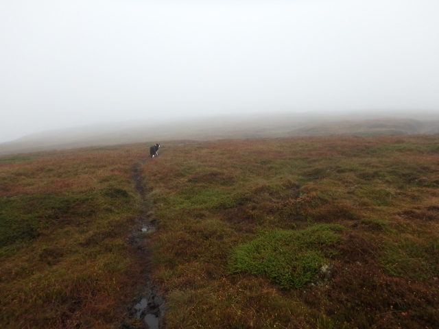…. but me and Border Collie 'Mist' are heading west towards Higher Shelf Stones!