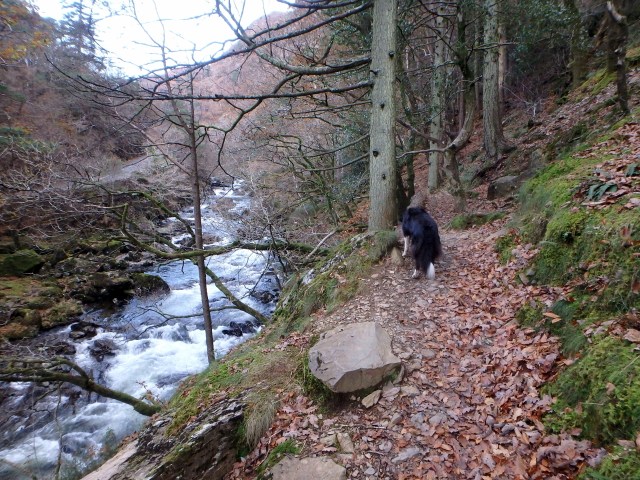 Border Collie ‘Mist’ at the start of the Fisherman’s Path, Aberglaslyn ….