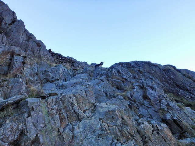 Border Collie ‘Mist’ enjoying another mountain day