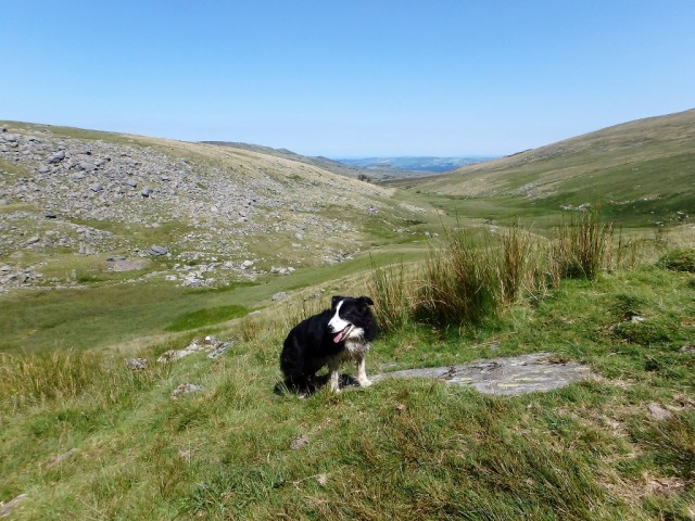Border Collie ‘Mist’ herding the humans along ….